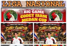 Codet dan Aan Gelar Perjudian Laga Ayam di Kota Binjai, Polisi Diduga Tutup Mata